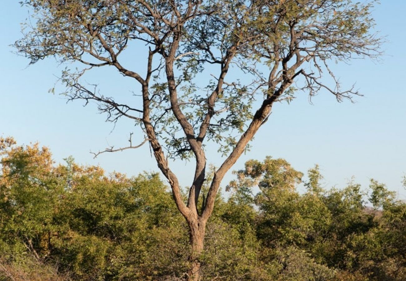 Villa in Hoedspruit - Villa Scarabee