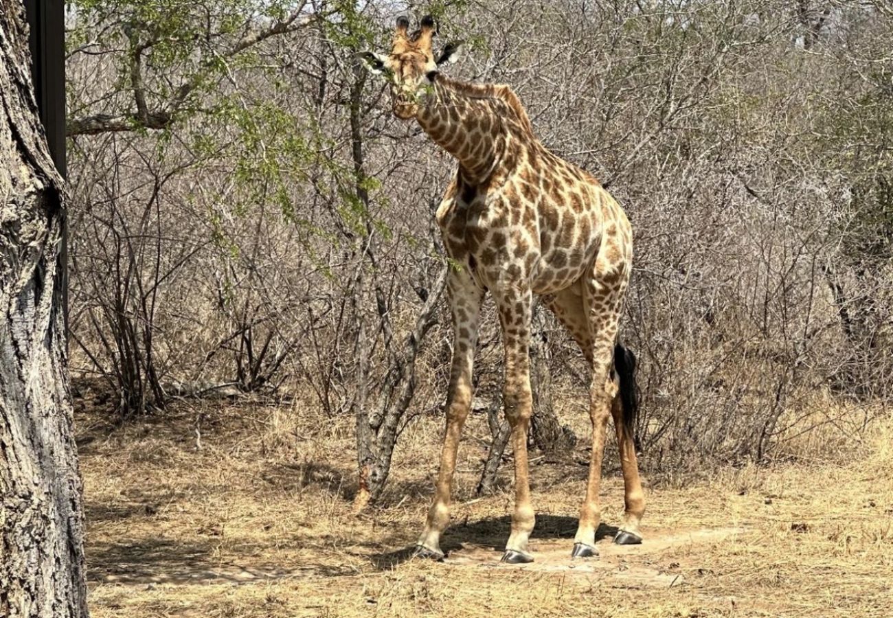 Villa in Hoedspruit - Villa Marula