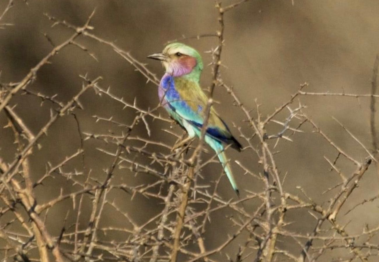 Villa in Hoedspruit - Villa Marula